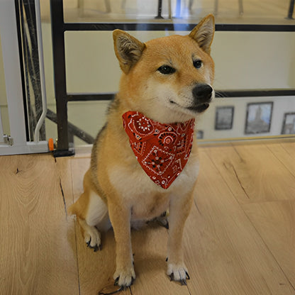 Collier chien BandanaColl ajuste