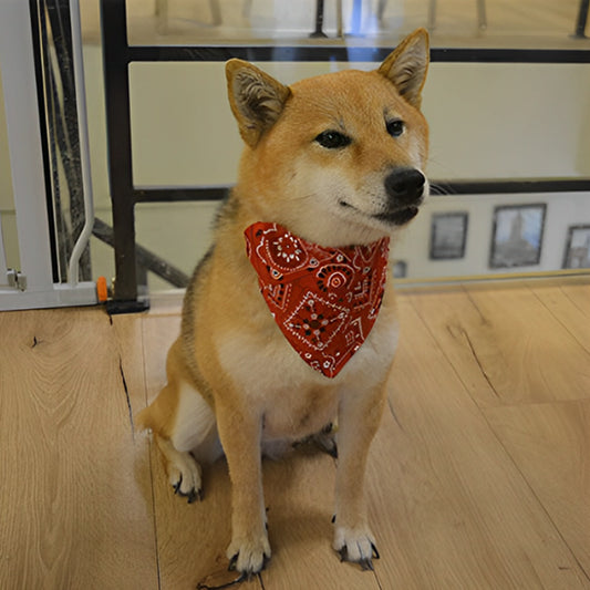Collier chien BandanaColl ajuste