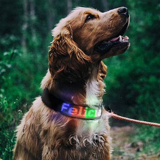 Collier lumineux chien - LEDyDog