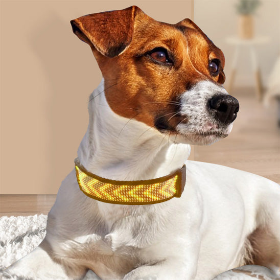 Collier lumineux chien - LEDyDog