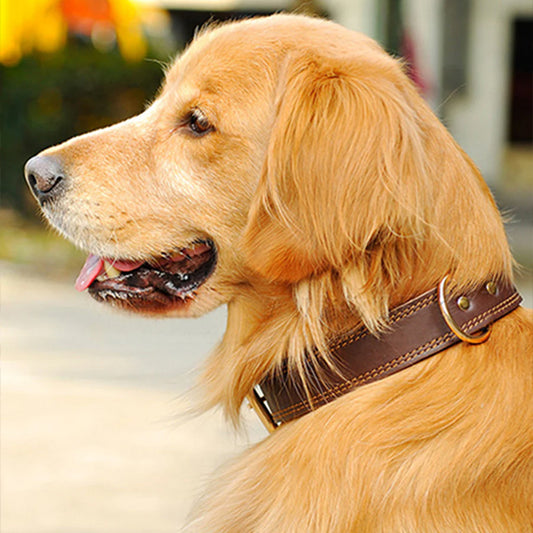 Collier chien CuirForce doux