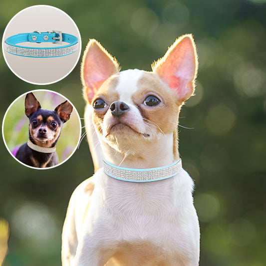 Collier chien - DivaDog