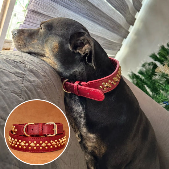Collier chien - LuxeCollar
