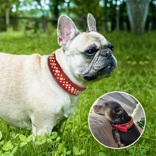 Collier chien - LuxeCollar