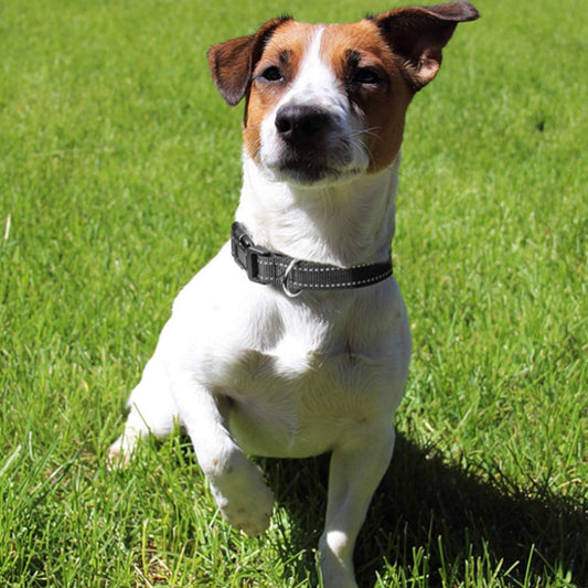 Collier chien SafeGlow haute qualite