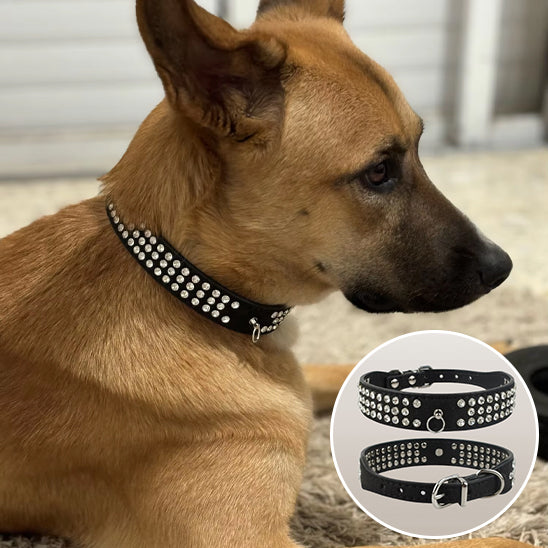 Collier chien cuir - CuirÉvo