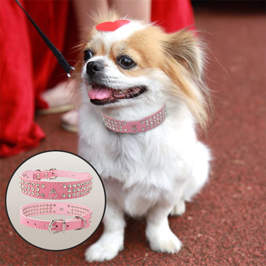 Collier chien cuir - CuirÉvo