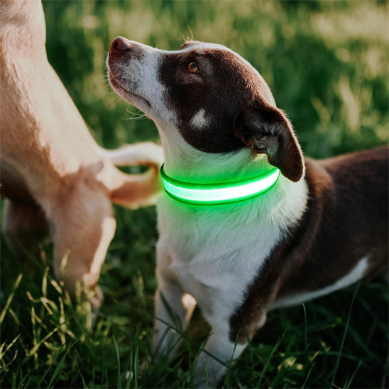 Collier lumineux chien FlashCollar doux