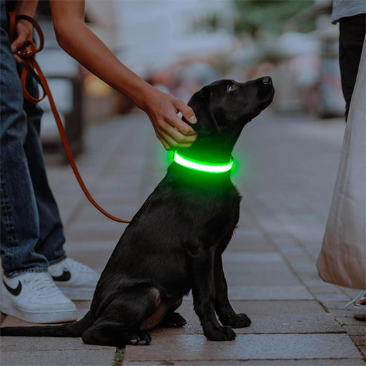 Collier lumineux chien FlashCollar innovant