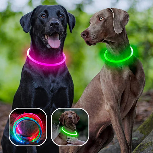 Collier lumineux chien - FluoBuddy
