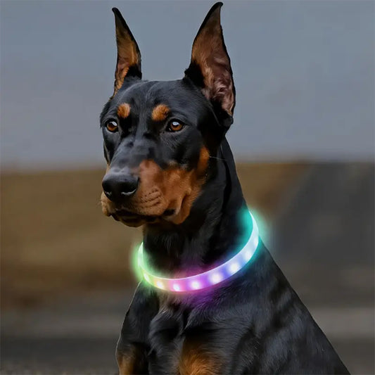 Collier lumineux chien - GlowTrack