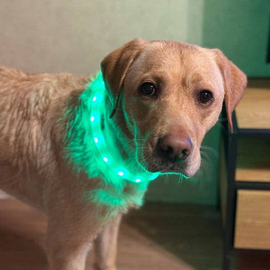 Collier lumineux chien - GlowTrack