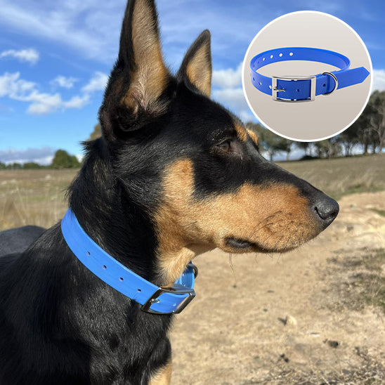 Collier pour chien - DogXplore