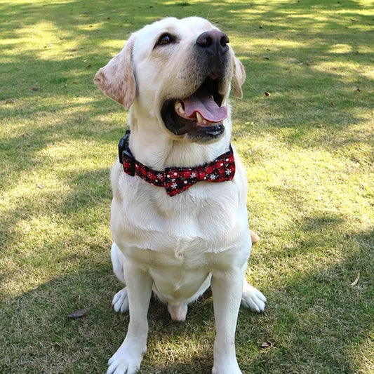 Collier pour chien - Festinou