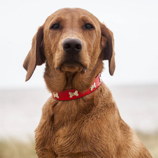 Collier chien cuir - OsChic