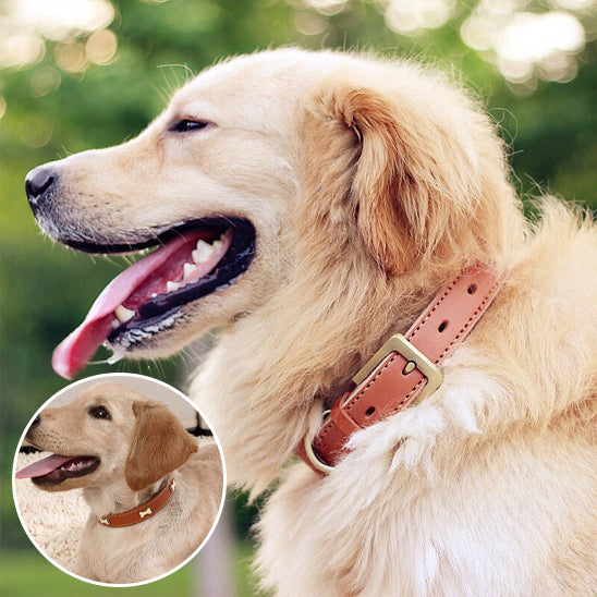 Collier chien cuir - OsChic