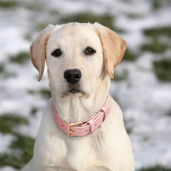 Collier chien cuir - PinkAura