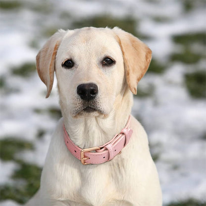 Collier chien cuir - PinkAura