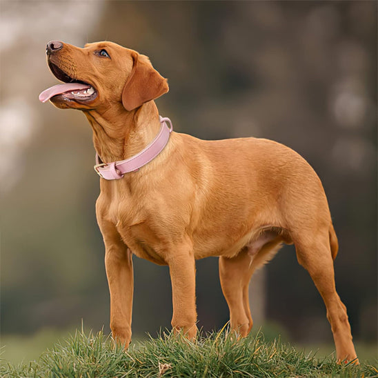 Collier chien cuir - PinkAura