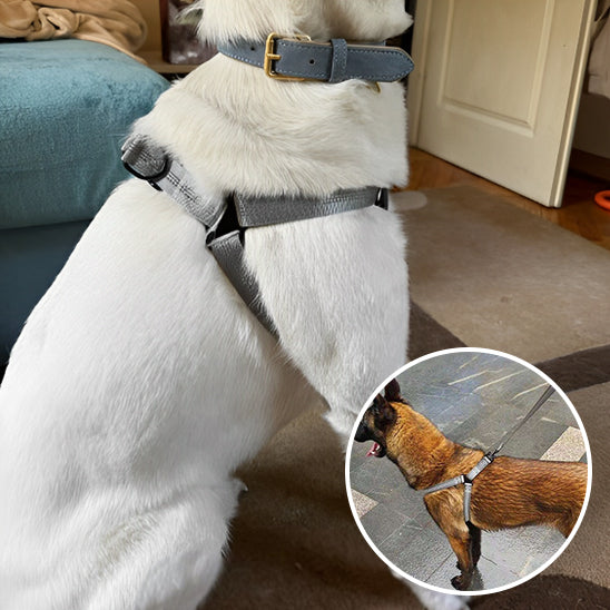 Harnais-chien-PetShield-repartition-equilibree-pression