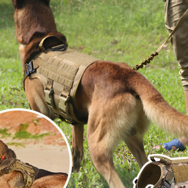 Harnais chien SecureFit polyvalent