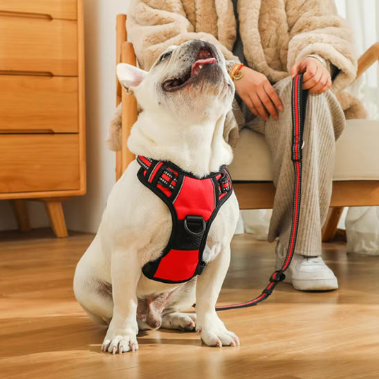 Harnais chien anti traction SafeMax anti tirage