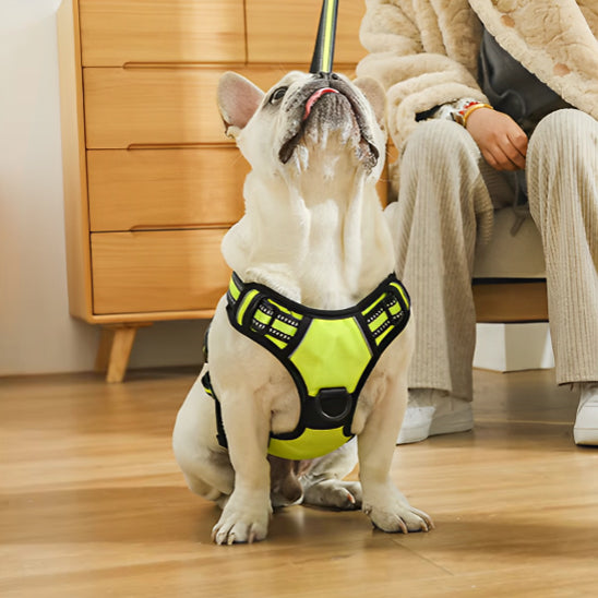 Harnais chien anti traction  SafeMax solide