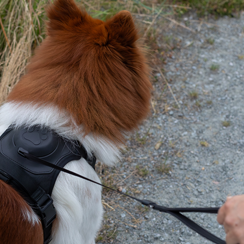 Harnais chien anti traction HarnLeash ajustable