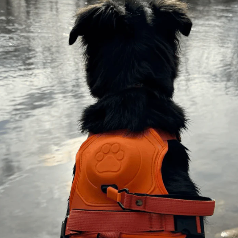 Harnais chien anti traction HarnLeash confortable