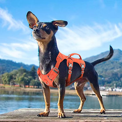 Harnais petit chien LiftNGo anti traction