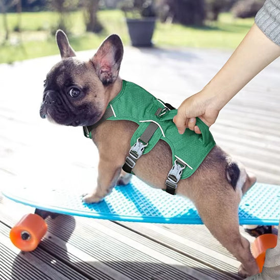 Harnais petit chien LiftNGo brillant