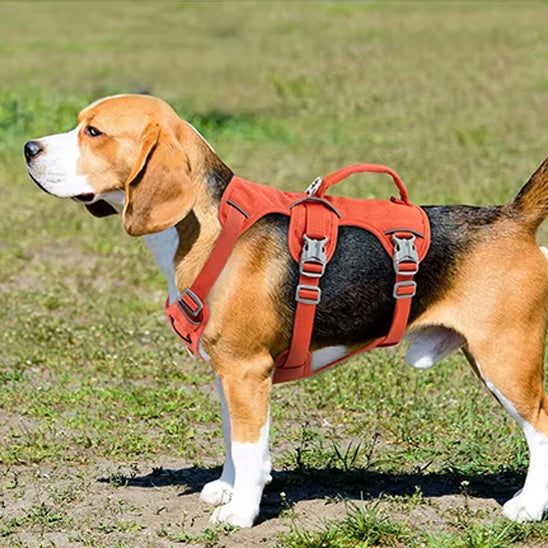 Harnais petit chien LiftNGo controle optimale