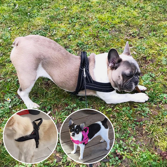 Harnais petit chien PawBloom conception intuitive