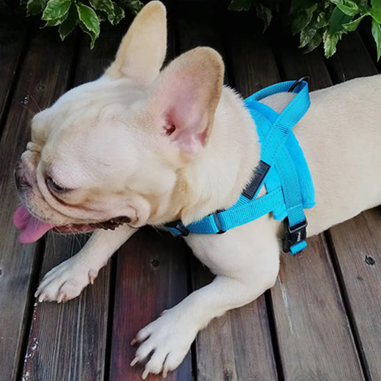 Harnais petit chien PawBloom flexible 