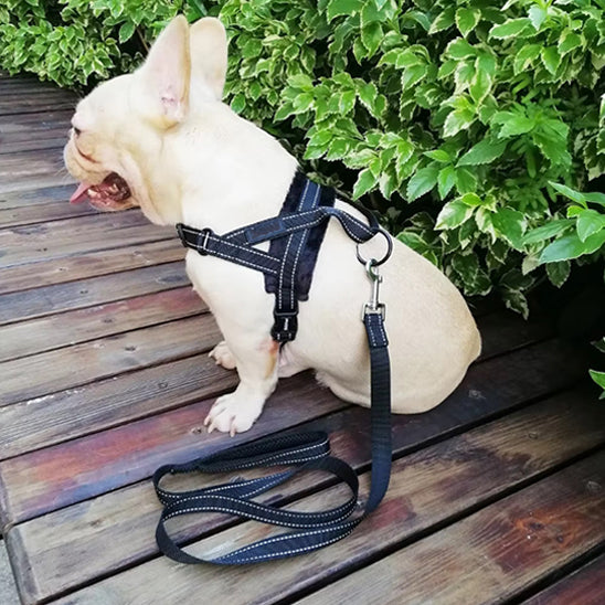 Harnais petit chien PawBloom polyvalent 