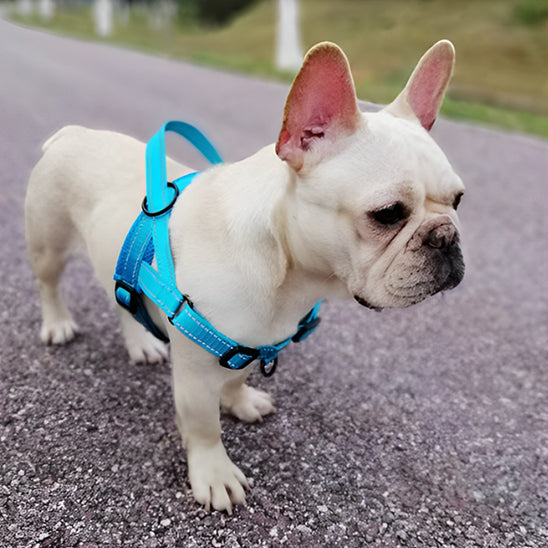 Harnais petit chien PawBloom reflechissant