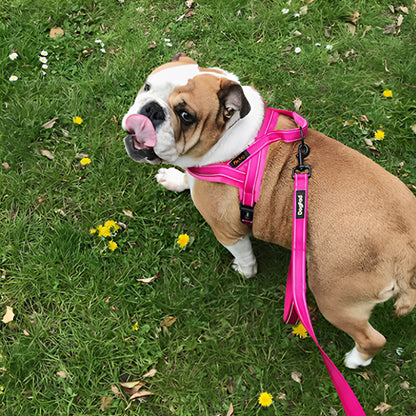 Harnais petit chien PawBloom robuste 