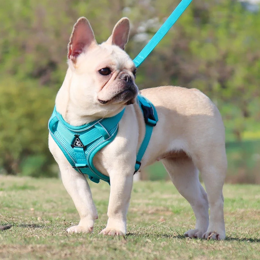Harnais petit chien SafePup ajustement optimal