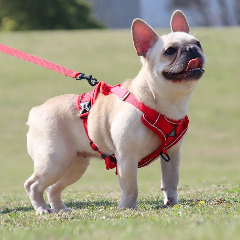 Harnais petit chien SafePup reflechissant