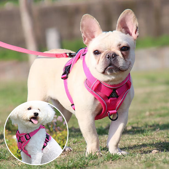Harnais petit chien SafePup reglable 