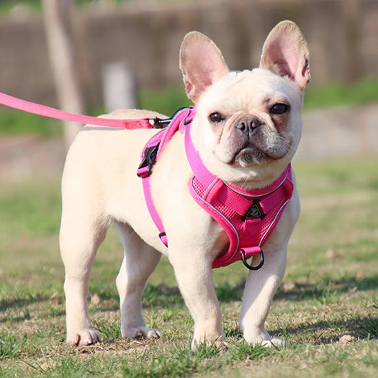 Harnais petit chien SafePup remboure