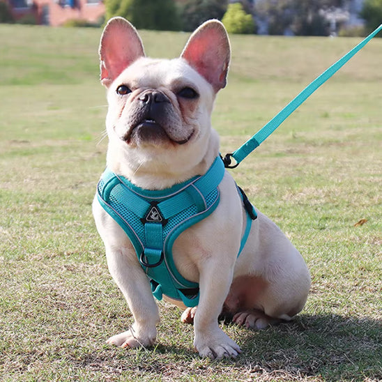 Harnais petit chien SafePup ventilation parfaite 