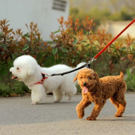 Laisse double pour chien - TwistWalk