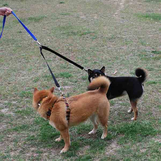 Laisse double pour chien - TwistWalk