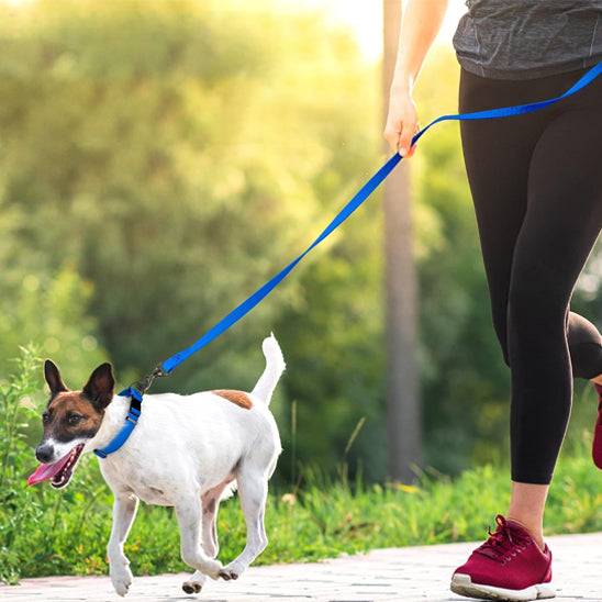 Longe chiens HydroWalk pratique