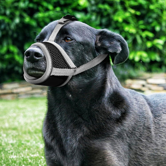 Museliere chien MusiZen structure triangulaire