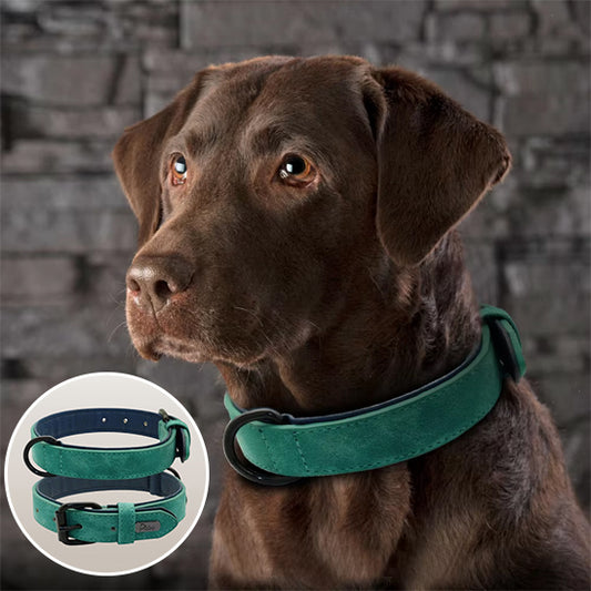 Collier pour chien - CrochetCanin