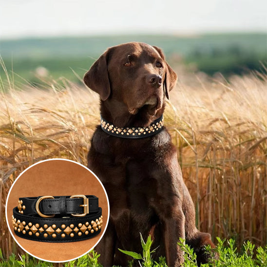 Collier chien - LuxeCollar