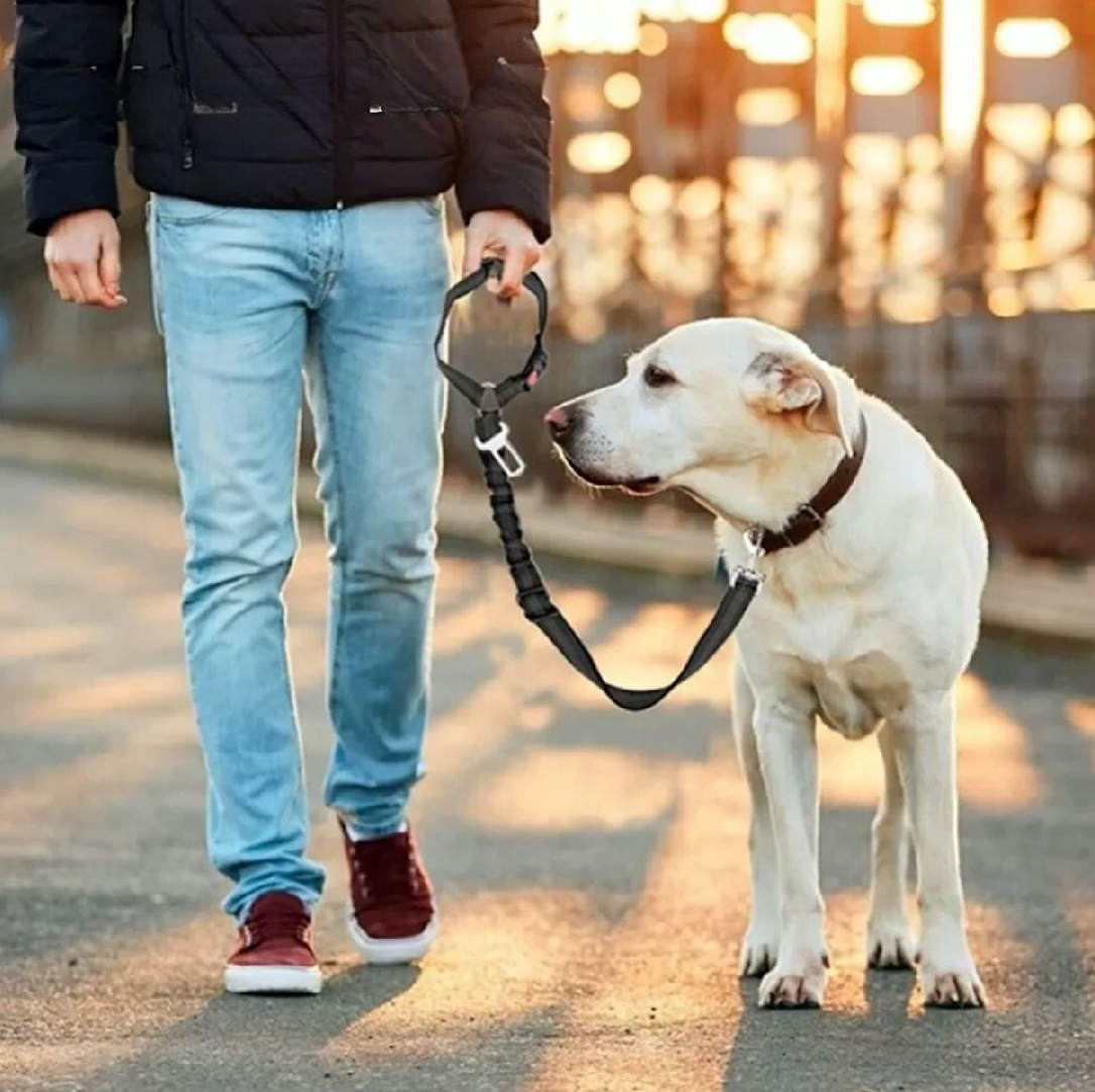 Ceinture de sécurité pour chien - PawCarSecure