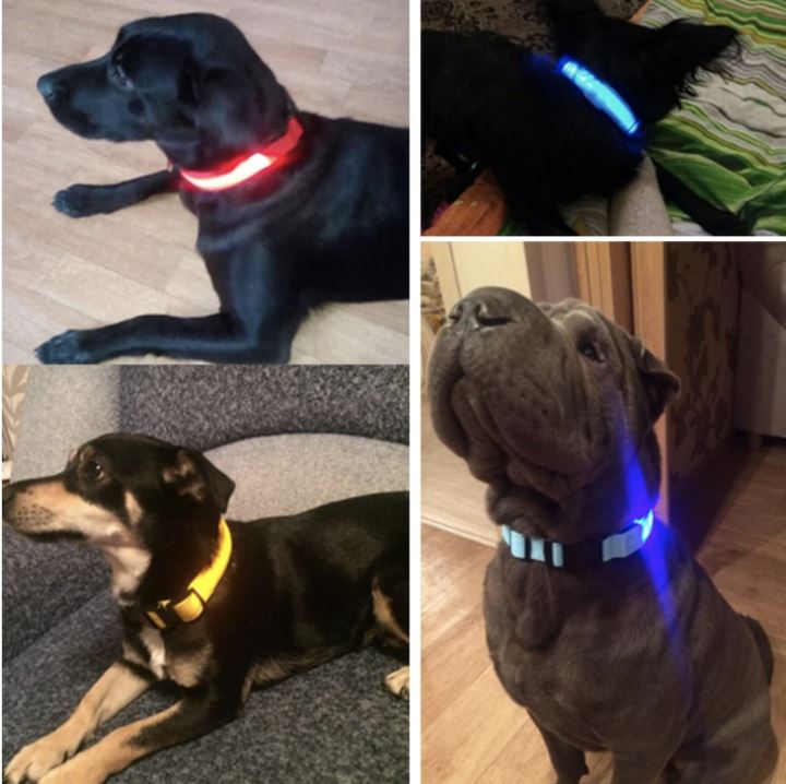 LedCollar™ - Collier à LED rechargeable pour chien - Auracanine